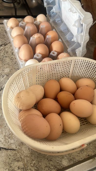 Яйцо для инкубации 200 тг