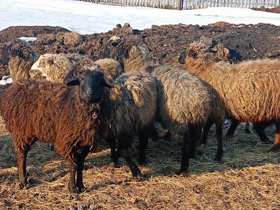 Продам овечек на развод.