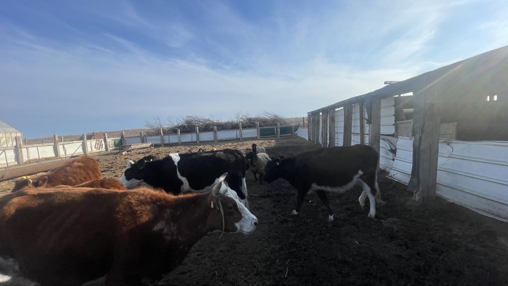 Буаз сиырлар сатылады