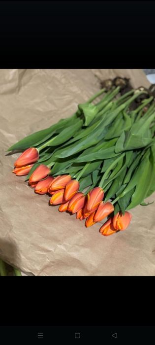 Тьюльпаны с теплицы