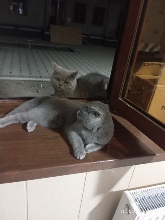 Biz soqollangan pussies uchun jirkamiz