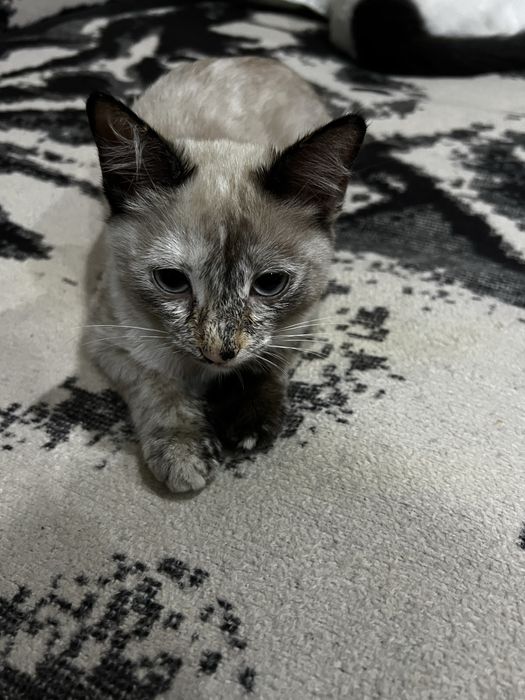 Отдам котенка в добрые руки