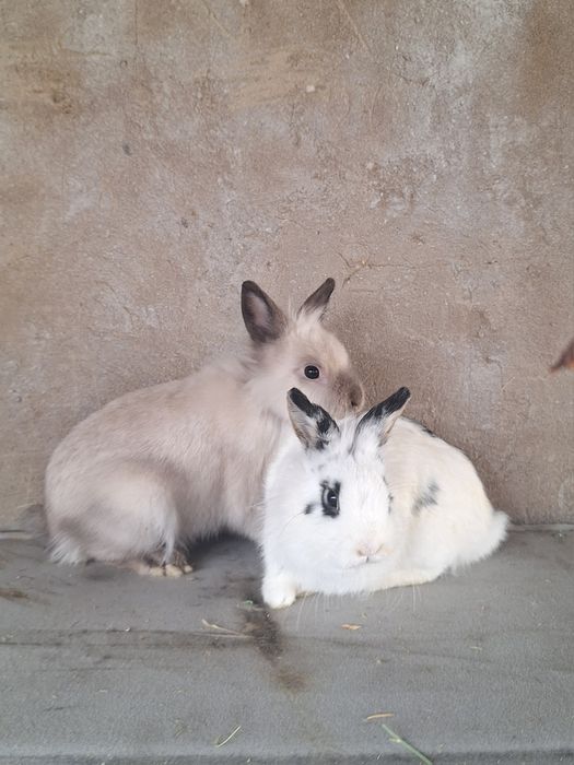 Дек самец рабочий