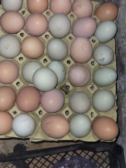 Vând ouă de găină de casă.