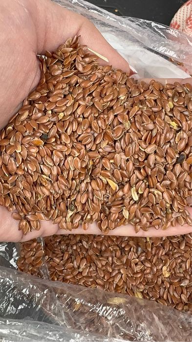 Принимаю Пшеницу 3,4,5 класса