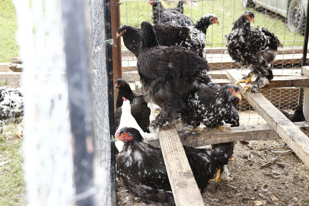 Vând păsări rasă pură Brahma Bobat