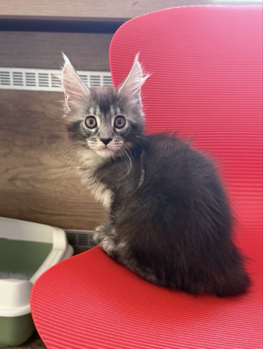 Котенок девочка Мейн-кун