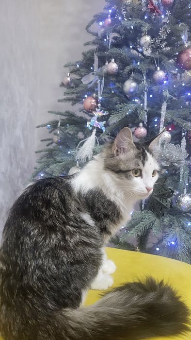 Очаровательная кошечка ищет дом!