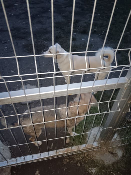 Donație femela 3 ani, sterilizata, vaccinata