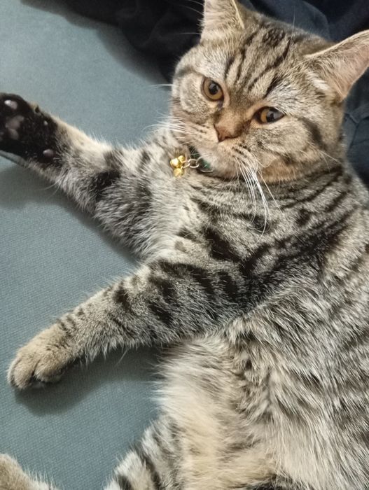 Ular eshaklariga nima kirganlarini olishadi.