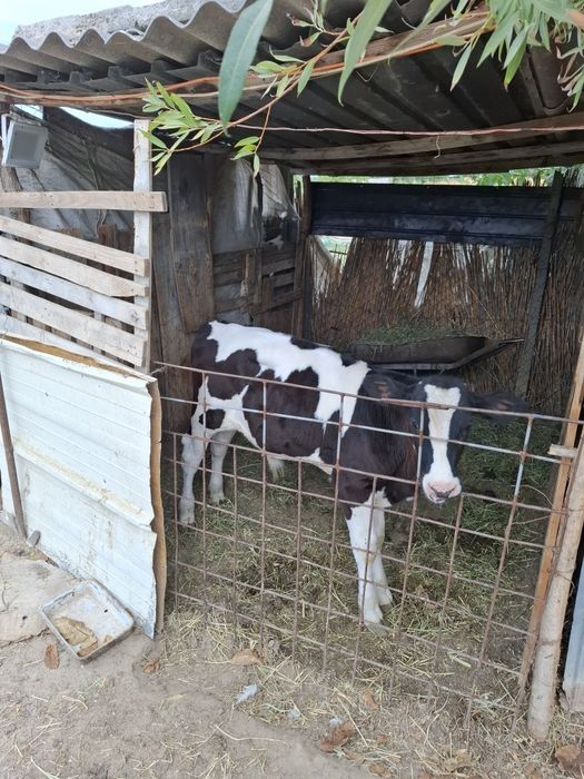 Vând vițel cu vârsta de 3 luni.