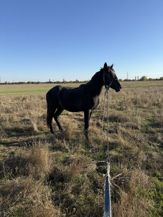 Armasar Sur de 1,5 ani