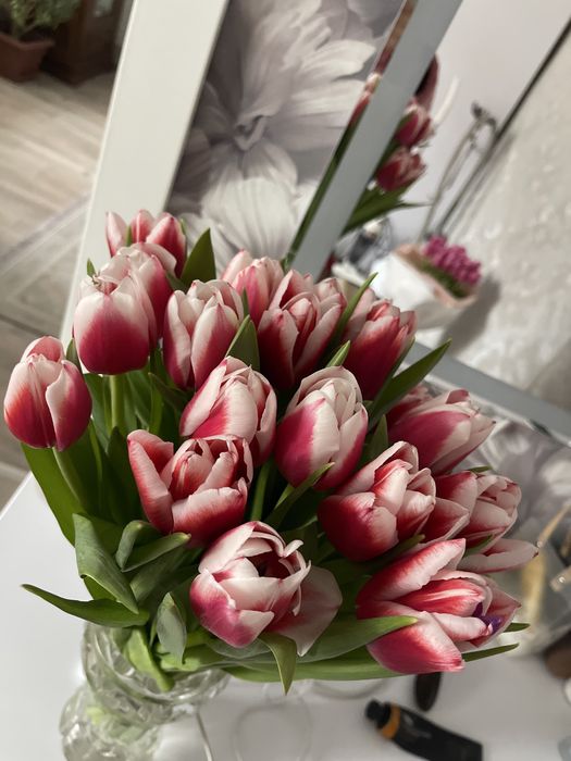 Продам цветы тюльпаны