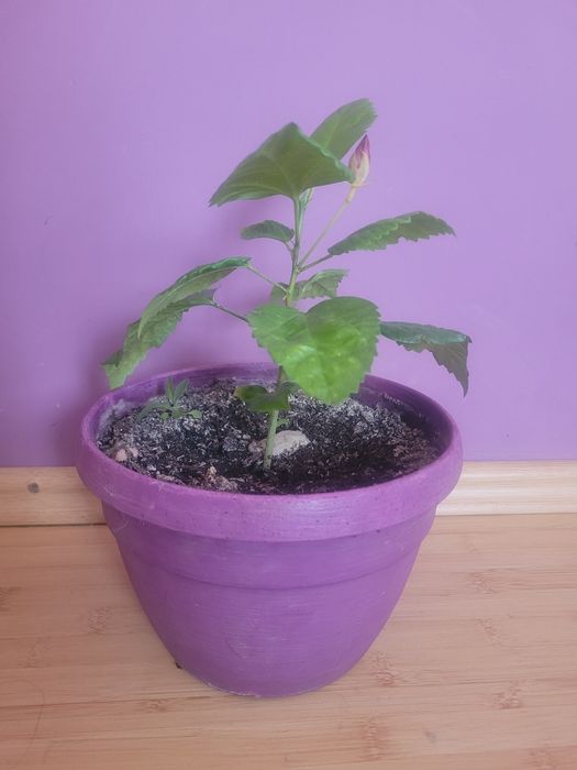 Trandafir japonez roșu