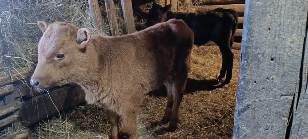 Телята, двух месячные