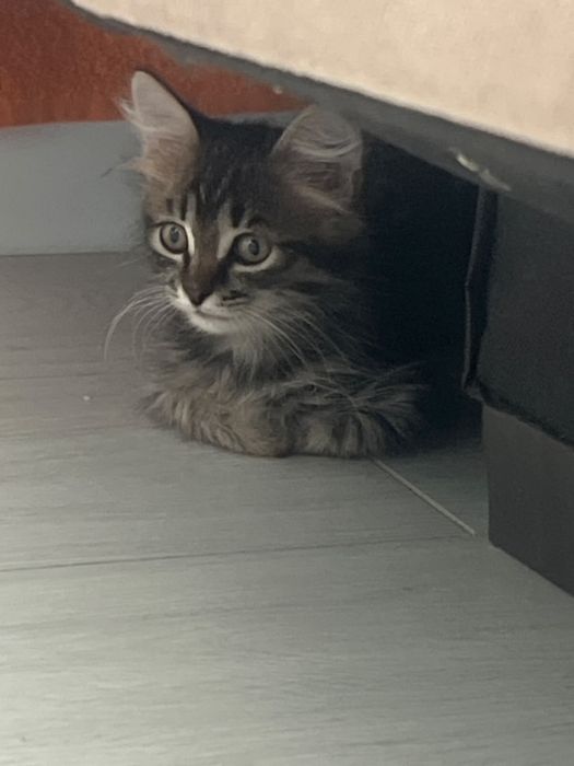 Отдам котенка в добрые руки