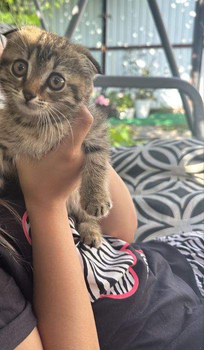 Подарю котенка в добрые руки