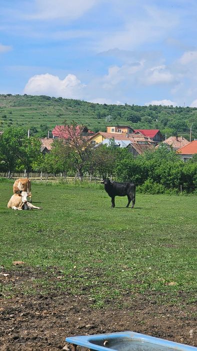 Bivol mascul de 2 ani