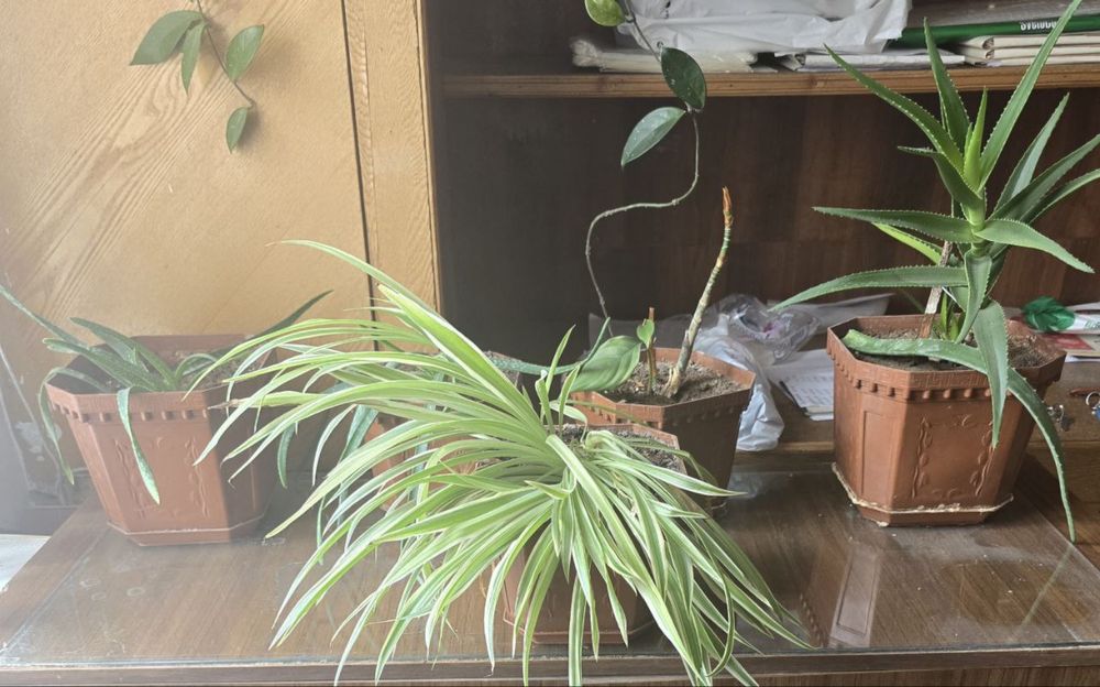 Продаю цветы в горшках (комнатные растения)