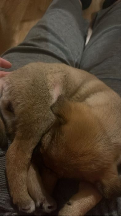 Кученце търси дом