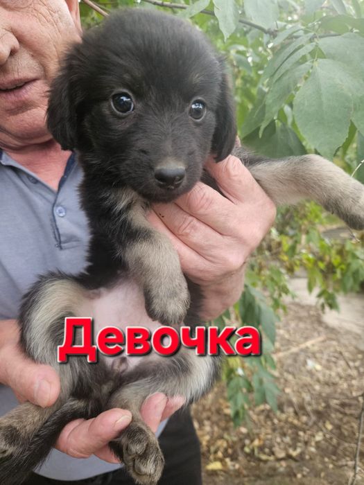 Срочно в добрые руки