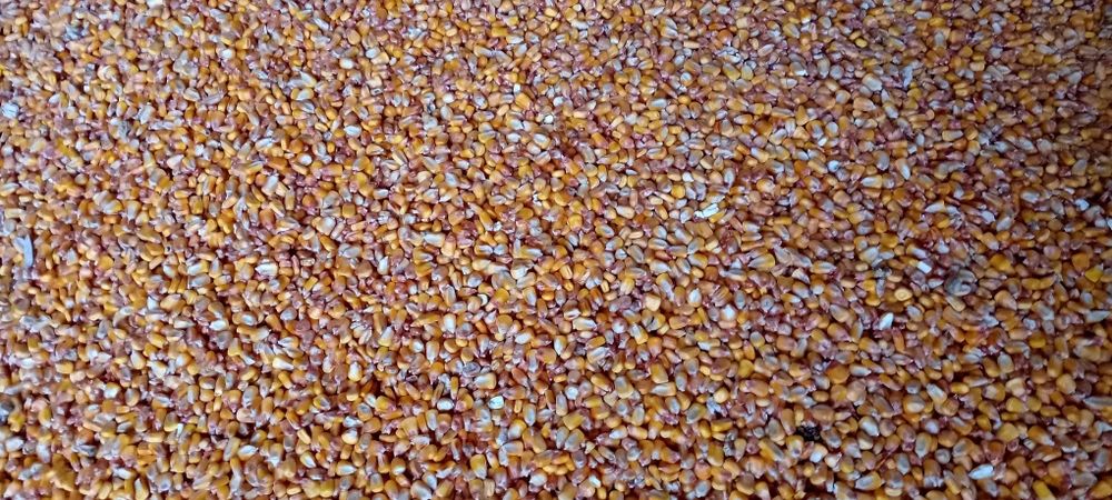 Porumb pioner recolta proprie