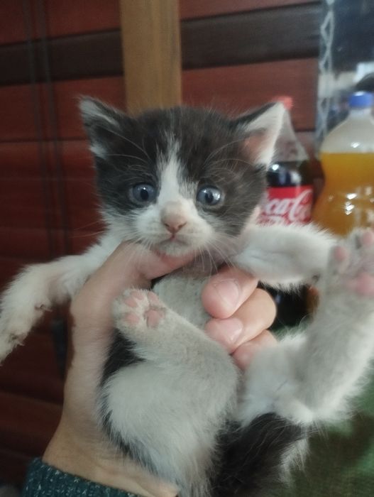 Отдам котят крысоловки