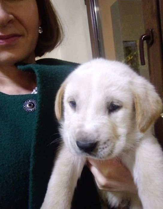 Продаются щенки АЛАБАЙЯ