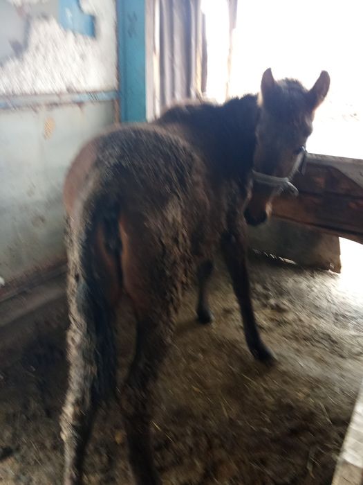 Продам или обмен