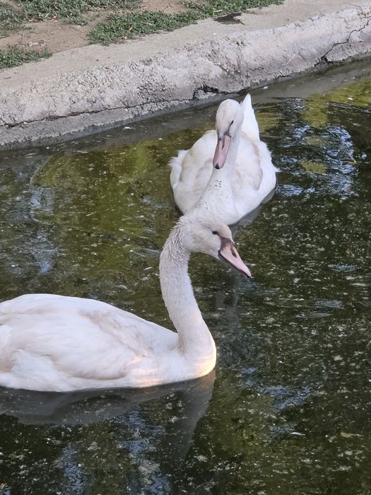 Lebede albe albino