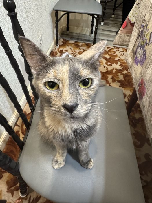 Отдам кошку (девочка) в добрые руки                                  )