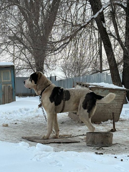 Алабай ит 2 жасар
