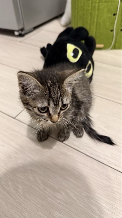 Котенок в добрые руки