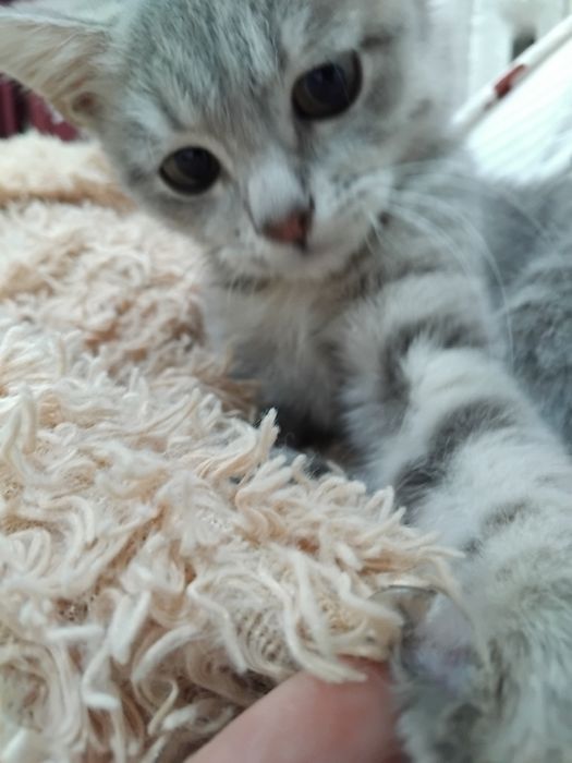 Продам котика мальчика