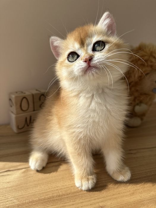 Британские котята золотые