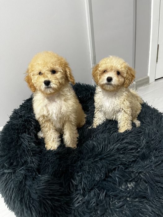 Щенки пуделя с родословной мальчик и девочка