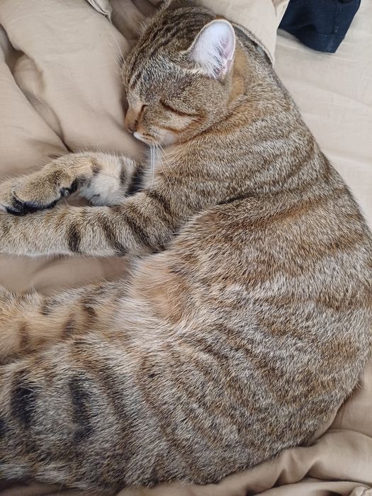 отдам кота в хорошие руки