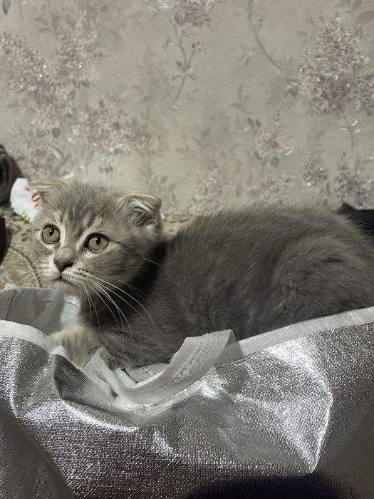 Продаются котята!!!