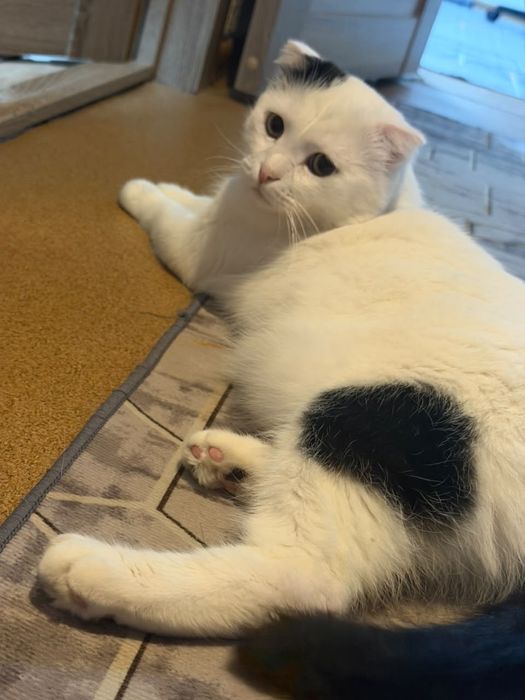 Отдадим кота в хорошие руки!