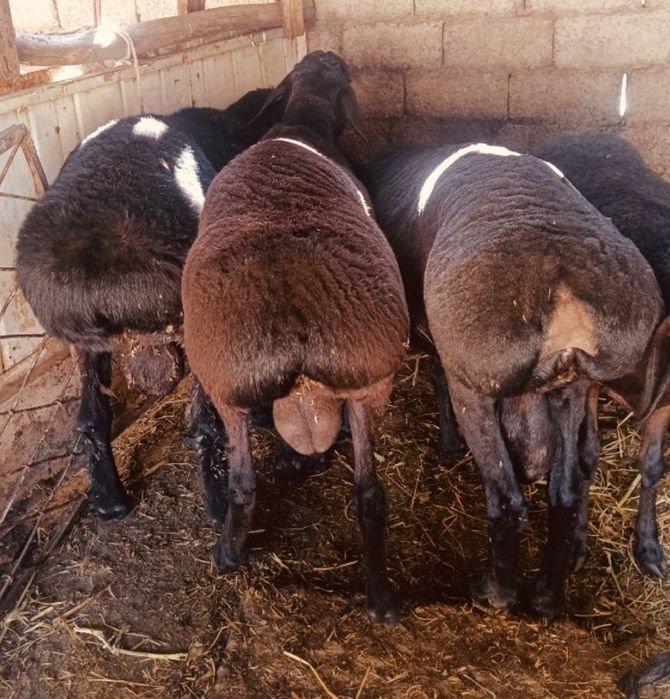 Кассоб хизмати сиз азизлар учун энг кулай хизматлар