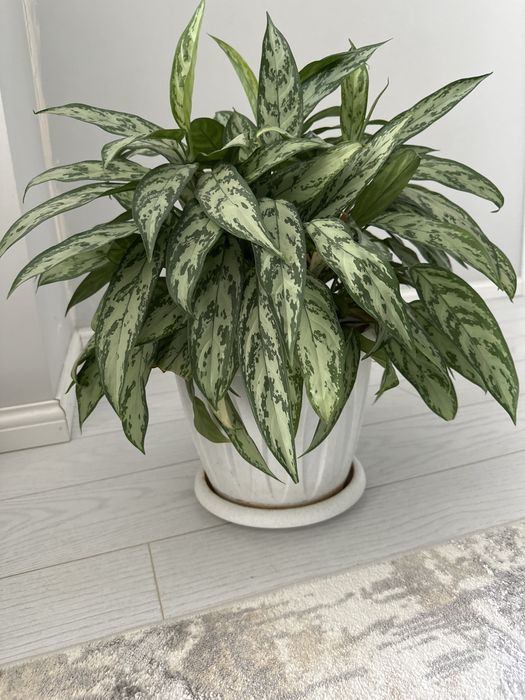 Комнатные цветы на выбор