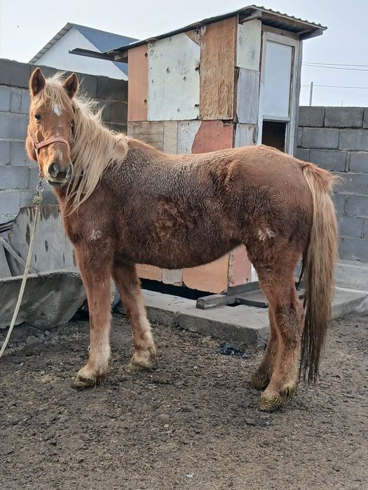 Жылқы ,кабыла,бие аткормда тұр