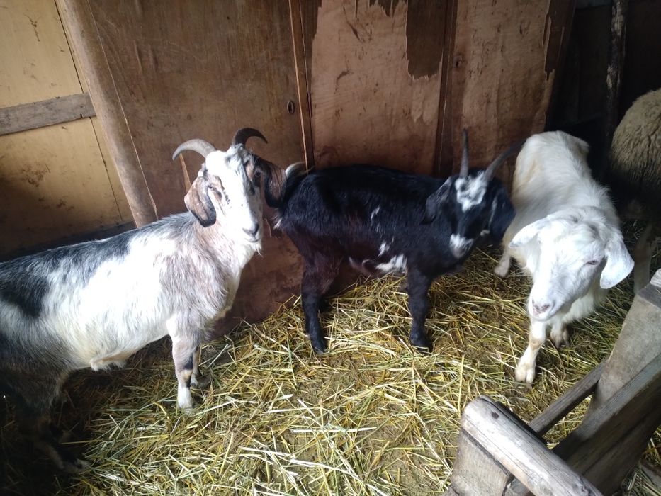 Capre si iede de vânzare