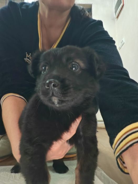 Щенок-девочка, 1,5 месяца, в добрые руки