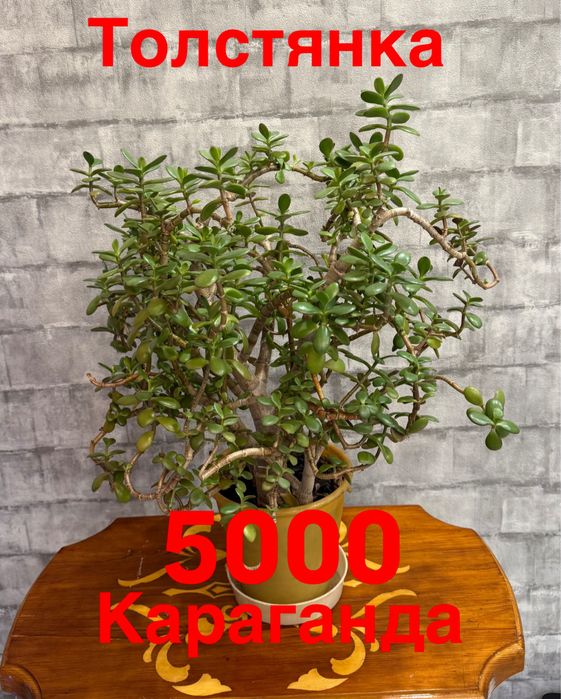 Комнатные растения