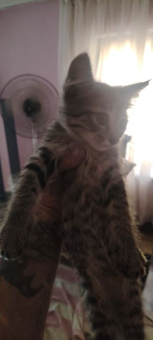 Котята в хорошие руки