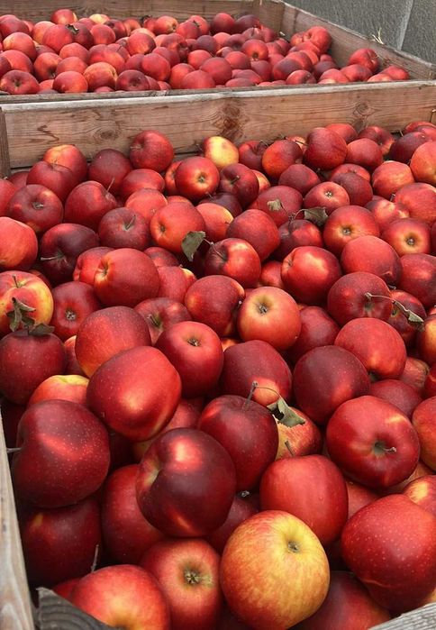 Vindem mere și pere EN-GROS