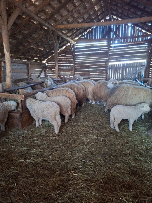 Vând miei, 22 lei kg