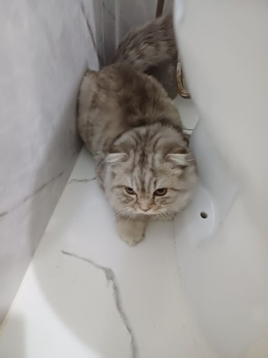 Отдам кота в добрые руки.