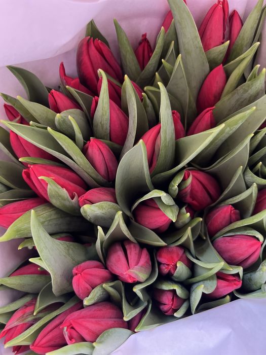 Продам тюльпаны 800т